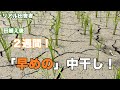 田植え後２週間〜「早め」の中干し！今年もやっていきます！