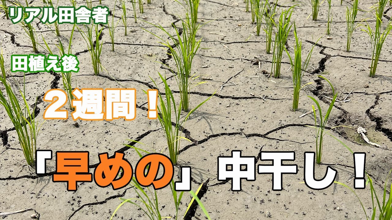 田植え後２週間〜「早め」の中干し！今年もやっていきます！