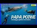PAPA POTWE FAHARI YA MAFIA SAMAKI MKUBWA ZAIDI RAFIKI WA BINADAMU BAHARINI PAPA POTWE FAHARI YA MAFIA SAMAKI MKUBWA ZAIDI RAFIKI WA BINADAMU BAHARINI