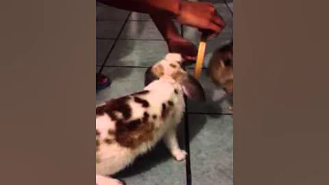 Bunnies