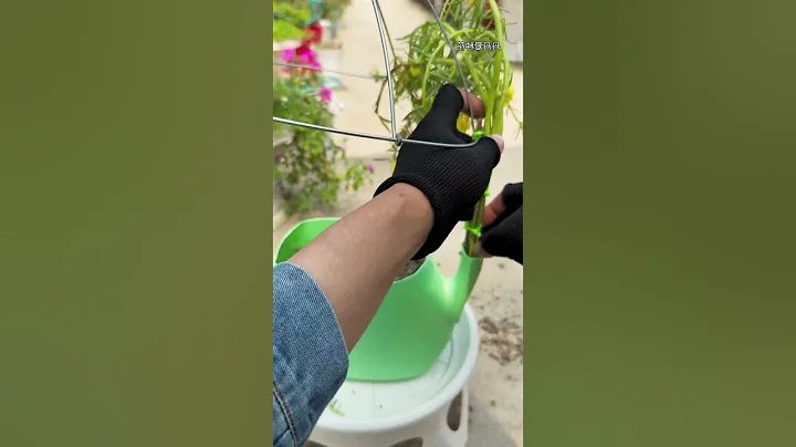 Good idea design plant portulaca flower in bottle #garden #gardenflower #handmadeplanter #bonsai