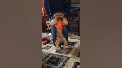 Christmas morning dog dance