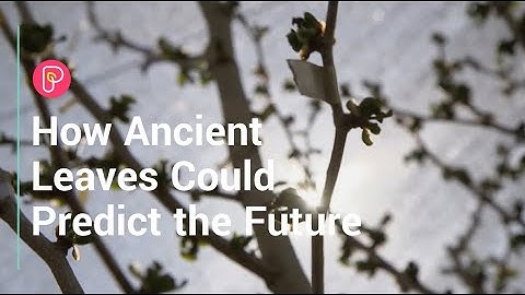 Ginkgo leaves and ancient climate