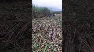 Tebang Tebu Bululawang Lagi Masseee