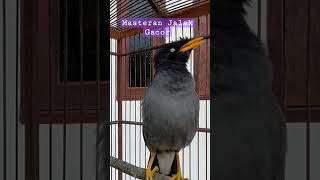 Download Lagu Jalak Kebo Suara Panjang #jalakkebogacor #masteranjalakgacor MP3 Download Lagu Jalak Kebo Suara Panjang #jalakkebogacor #masteranjalakgacor MP3