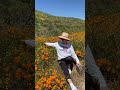 Цветение калифорнийского мака - символа Калифорнии. Eschscholzia californica. California poppy