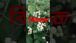 কোনটি খাওয়া যায়? পানিছিটকি, Black-Honey Shrub (Phyllanthus reticulatus)এবং (Symphoricarpos albus)