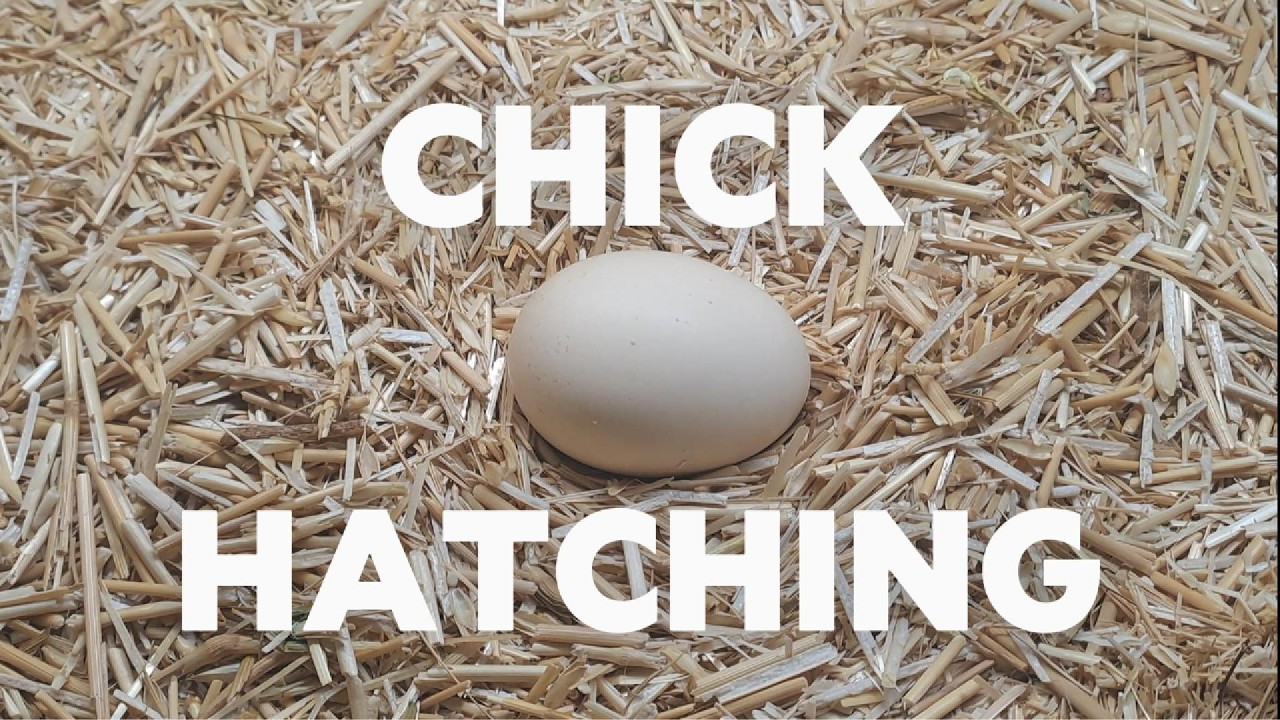 A baby chick hatching