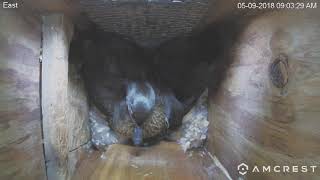 Two ducks in East nest box