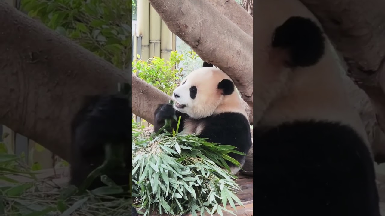 Panda Priorities: Food First, Camera Later! 📸🐼