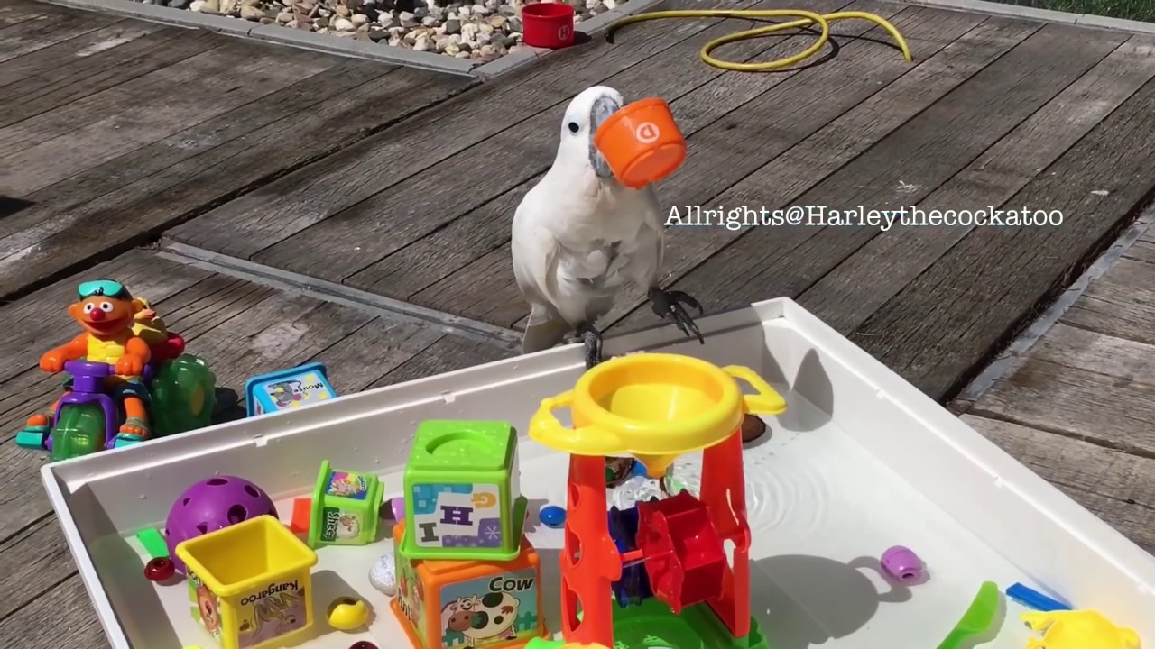 💦 Pool Fun 💦 - YouTube