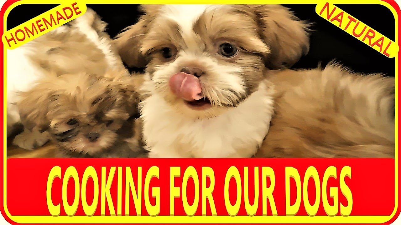cooking-for-our-shih-tzu-family-youtube