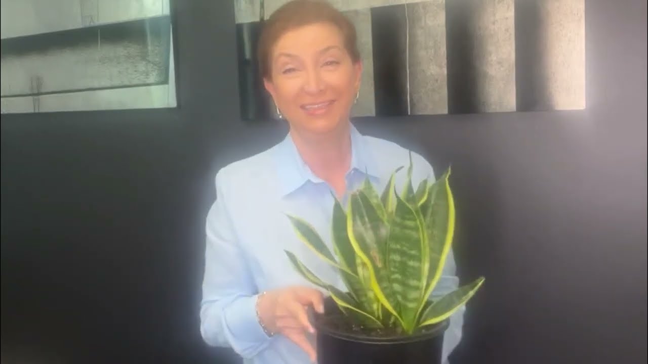 PAŞA KILICI-PEYGAMBER KILICI-KILIÇ ÇİÇEĞİ BAKIMI