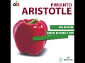 Pimiento aristotle