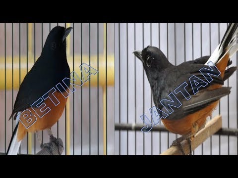 Cara Membedakan Burung Murai Batu Jantan Dan Betina YouTube