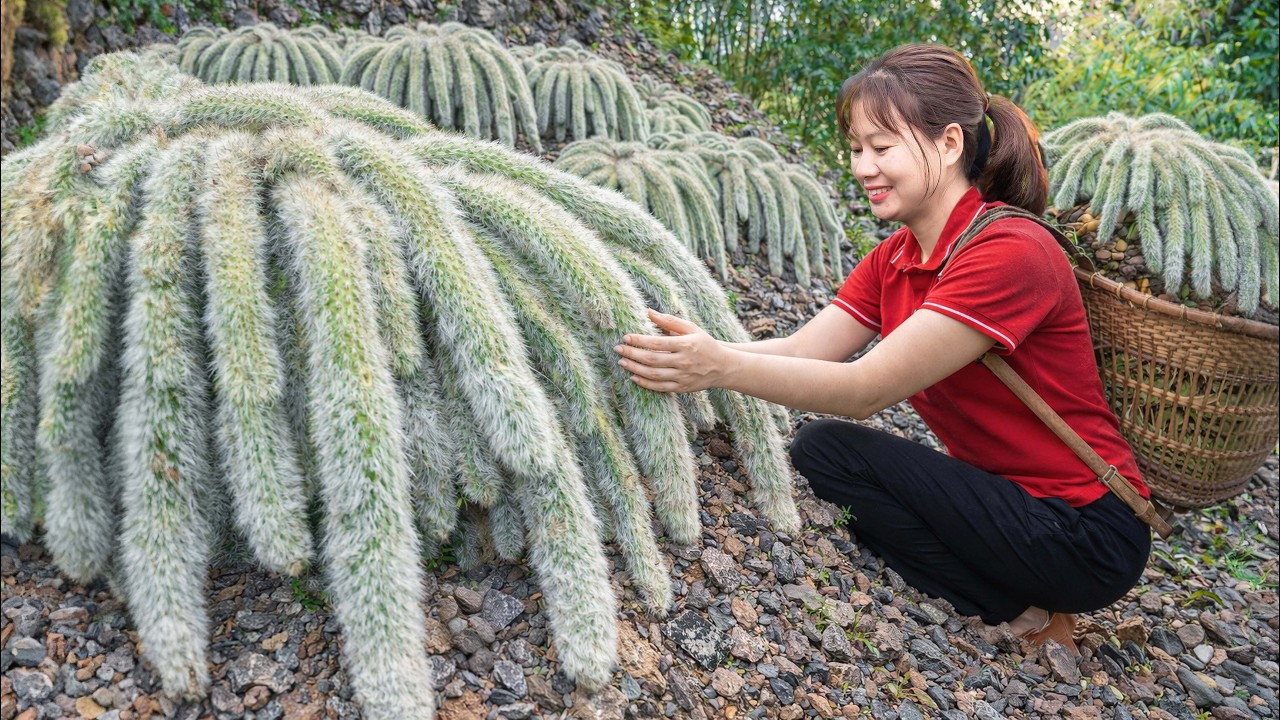 Harvesting Giant Lotus Succulent To Sell | Rare Mountain Plants Highly Sought At Market