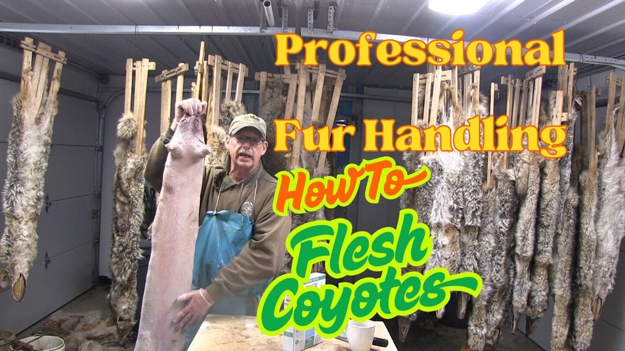 How To Flesh A Coyote 