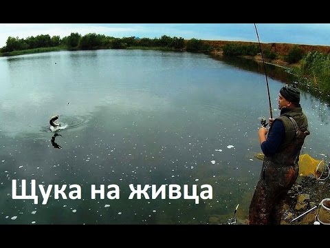 рыбалка на живца весной на щуку с берега на озере оснастка