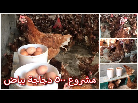 مشروع صغير لأنتاج البيض في العراق