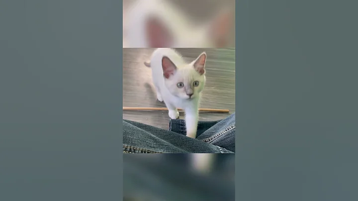 Watch the video about Bengal and Kitten Fun #kitten #babyanimals #cute #cat #bengal #wildcat #playing #play #fun