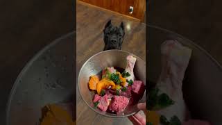 Raw Dog Food Recipe | Cane Corso #shorts #canecorso #rawfed