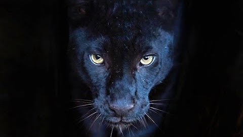 Lie lie @Jogbevy  #music #hiphop #ressurection #california #atlanta #newyork