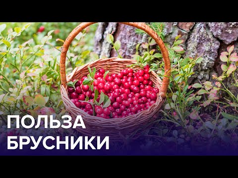 СЕРИАЛ: ОСЕННИЕ ЯГОДЫ ЗДОРОВЬЯ. БРУСНИКА | Доктор 24