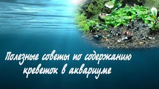 Полезные советы по содержанию креветок в аквариуме Полезные советы по содержанию креветок в аквариуме