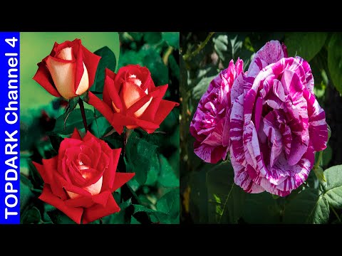 Video: Descripción de una rosa, o sobre la variedad de especies de la Reina de las Flores