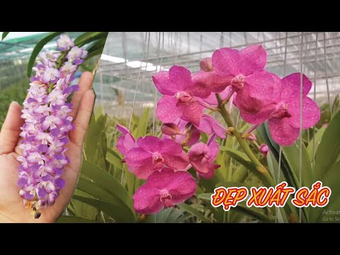 Bộ Sưu Tập Đồ Sộ Các Dòng Lan Thơm Đơn Thân Rễ Gió Ở Hóc Môn