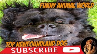 top #1 Funniest Newfoundland Videos #funnyanimalworld by funny animal world 22,106 views 5 years ago 7 minutes, 27 seconds