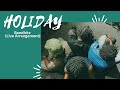 Rema - Holiday (Bandhitz Live Arrangement)