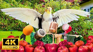 4K Happy Cockatiel singing in Apple Garden | Calopsita feliz cantando | غناء كوكاتيل سعيد