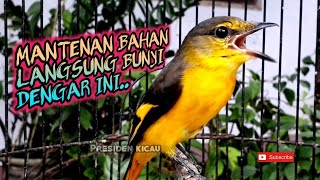 SUARA MANTENAN BETINA AMPUH PANCING BUNYI BURUNG BAHAN