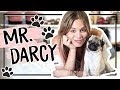 ¡Tag de la Mascota! con MR. DARCY ♥ | Dolce Placard