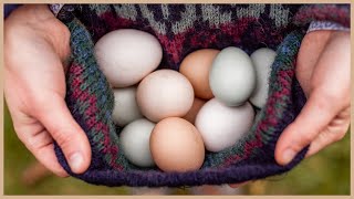 Eierhöfe: Was futtern die Legehennen?