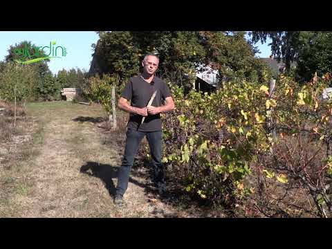 Vidéo: Vignes résistantes à la sécheresse : en savoir plus sur l'entretien des vignes de Yuca et les conseils de culture