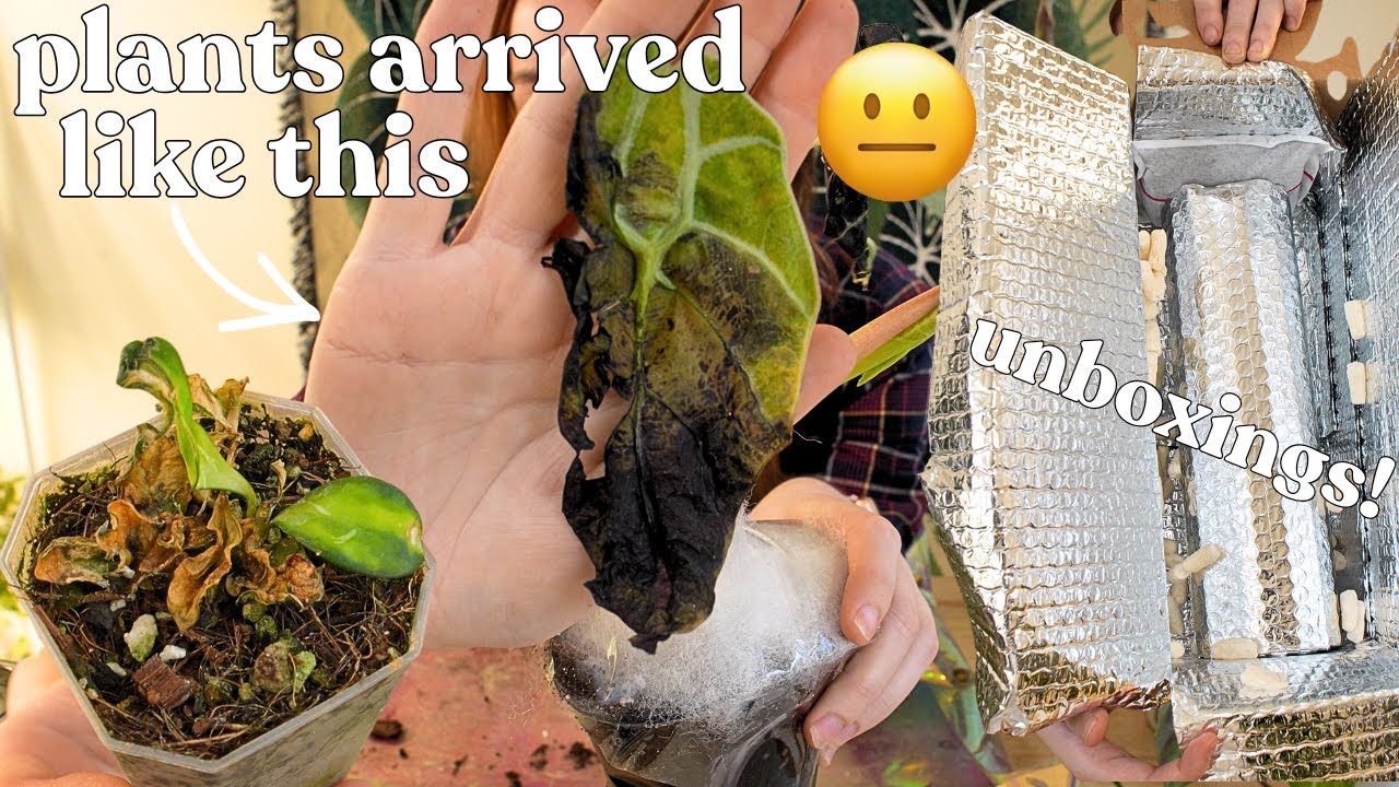 buying plants from my least favorite shop + bonus unboxings 🌿