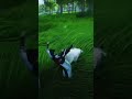 Hahaha 😝 SHEEP is so claver #automobile #gamemood