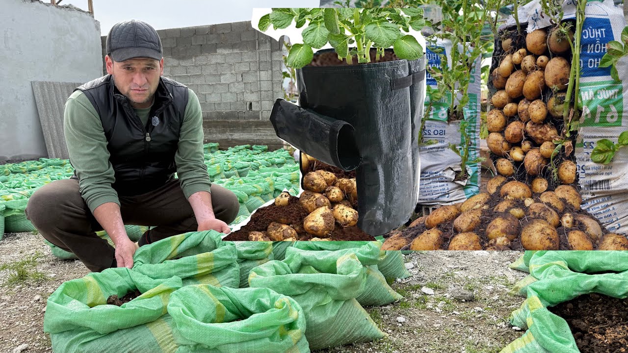 КОПДА КАРТОШКА 🥔 ЕТИШТИРИШ 1 ТА КОПДАН 10 КГ ХОСИЛ ОЛИШ