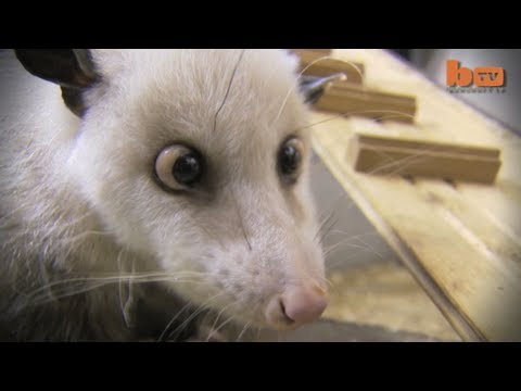 Video: Opossum Cross-Eyed Jerman Untuk Tip Oscar