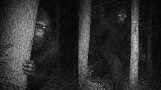 “WE WERE BEING WATCHED” — Two friends recount their encounter with BIGFOOT in REDWOOD NATIONAL PARK