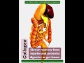 Collagen