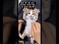 #cat #dothingsyoudontwanttodo #theothersideofmakebelieve #kitten #catsfood #cute #butifyoucloseyour
