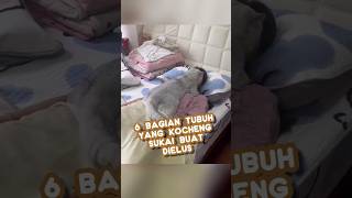 6 bagian tubuh yang kucing sukai untuk dieluselus❗#kucing #catlover #cute #info #shorts #cat