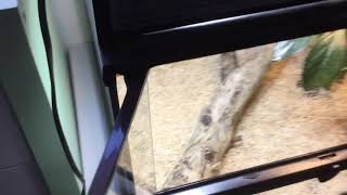 I upgraded my stimson’s pythons encloser Wealth