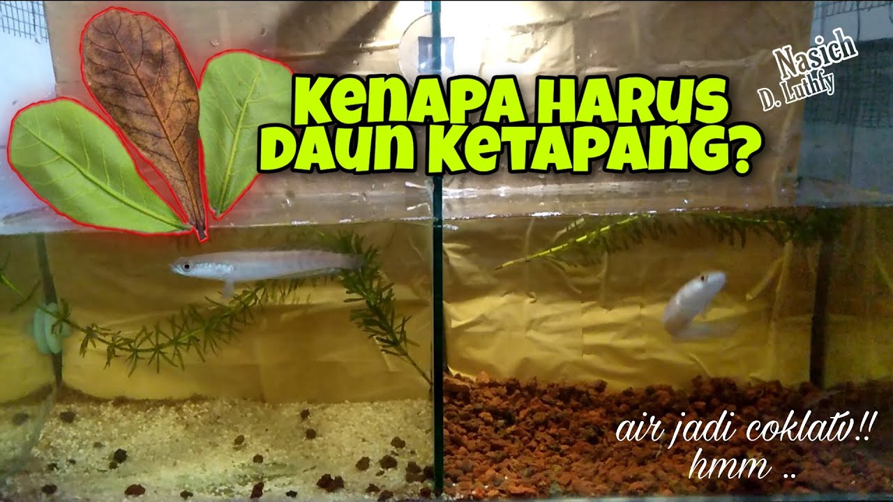 Manfaat daun ketapang untuk ikan channa