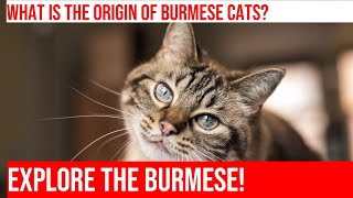 Discover the History of the Beloved Burmese Cat Breed