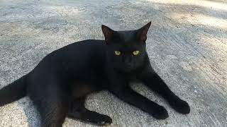 KUCING HITAM..!!! Menakutkan Kucing Hitam Lapar..|| Scary Hungry Black Cat..||