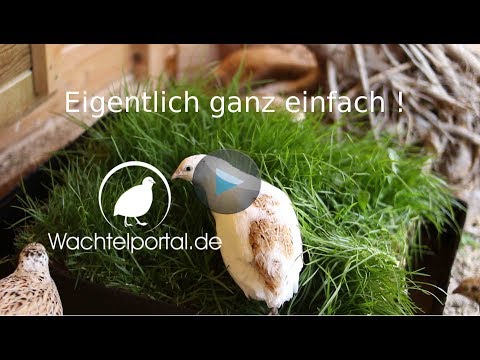 Wachtelhaltung - eigentlich ganz einfach